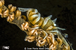 Zanzibar whip coral shrimp (Dasycaris zanzibarica) by Jose Maria Abad Ortega 